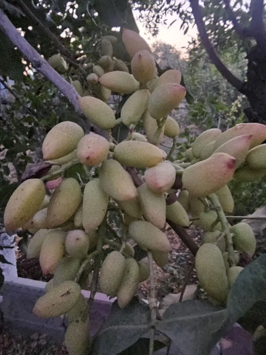 باغ ویلا