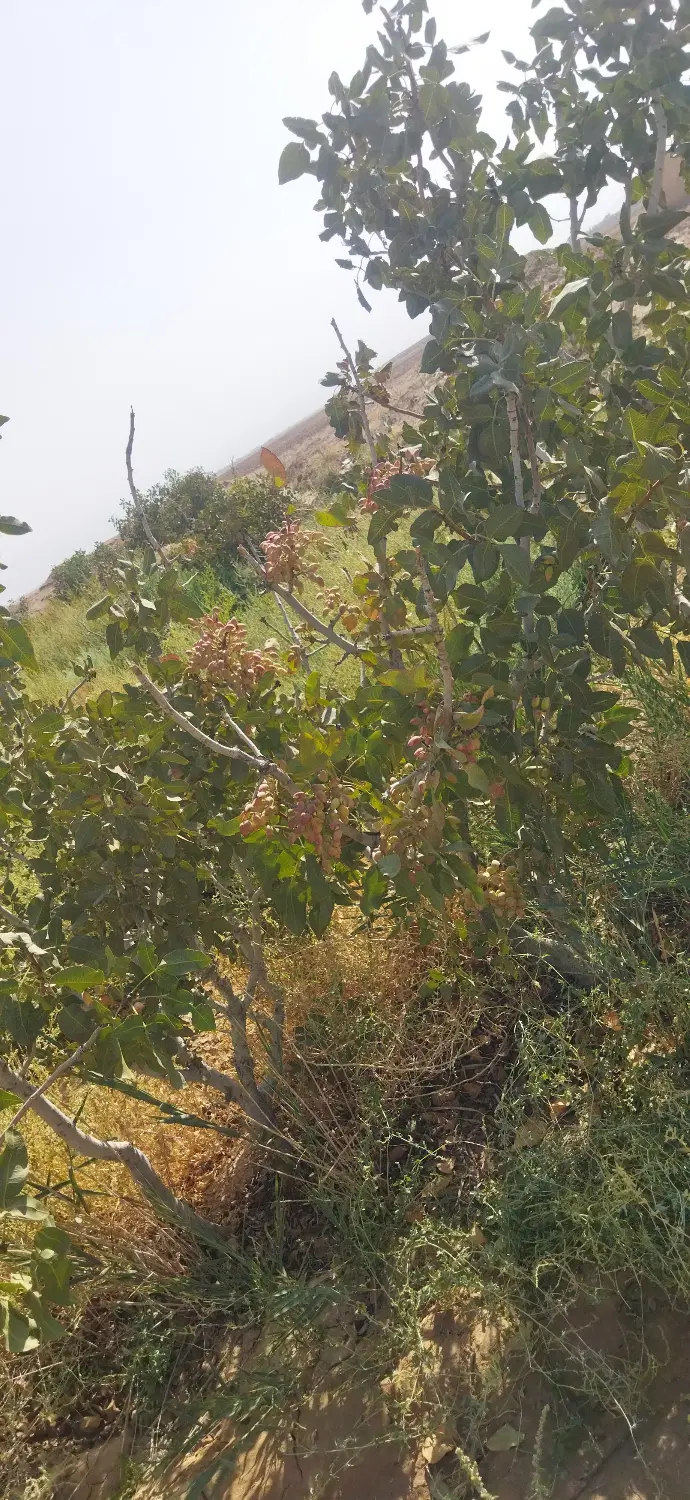 25جریب زمین کشاورزی