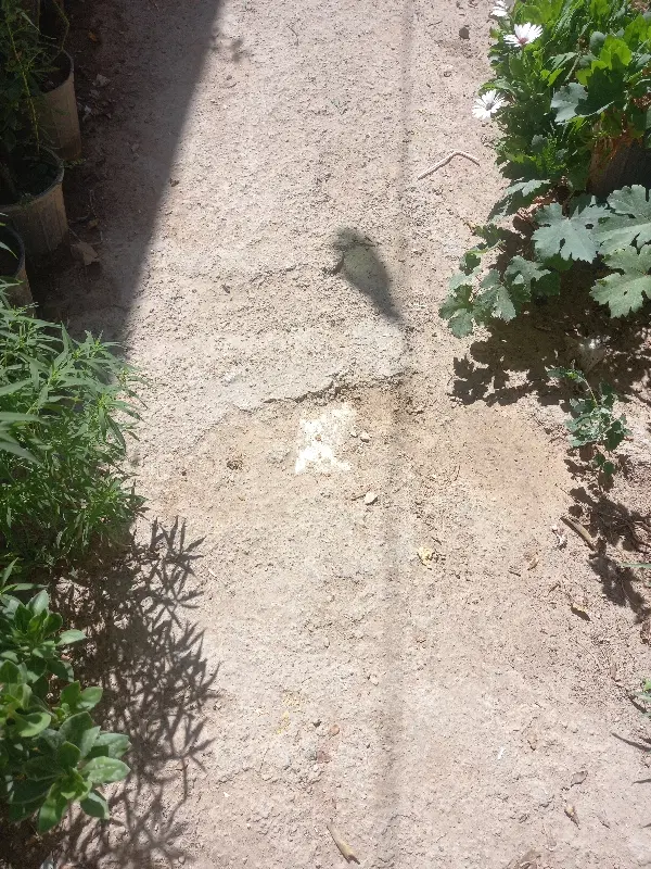 زمین فروشی، در کبوترخانه
