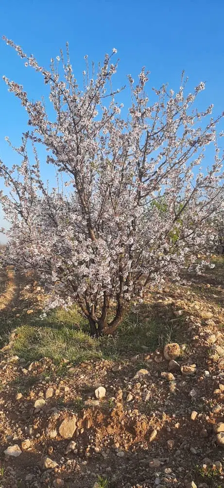 زمین باغی در شاپورجان