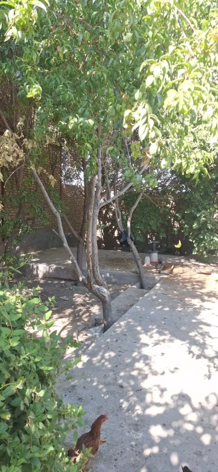 باغ