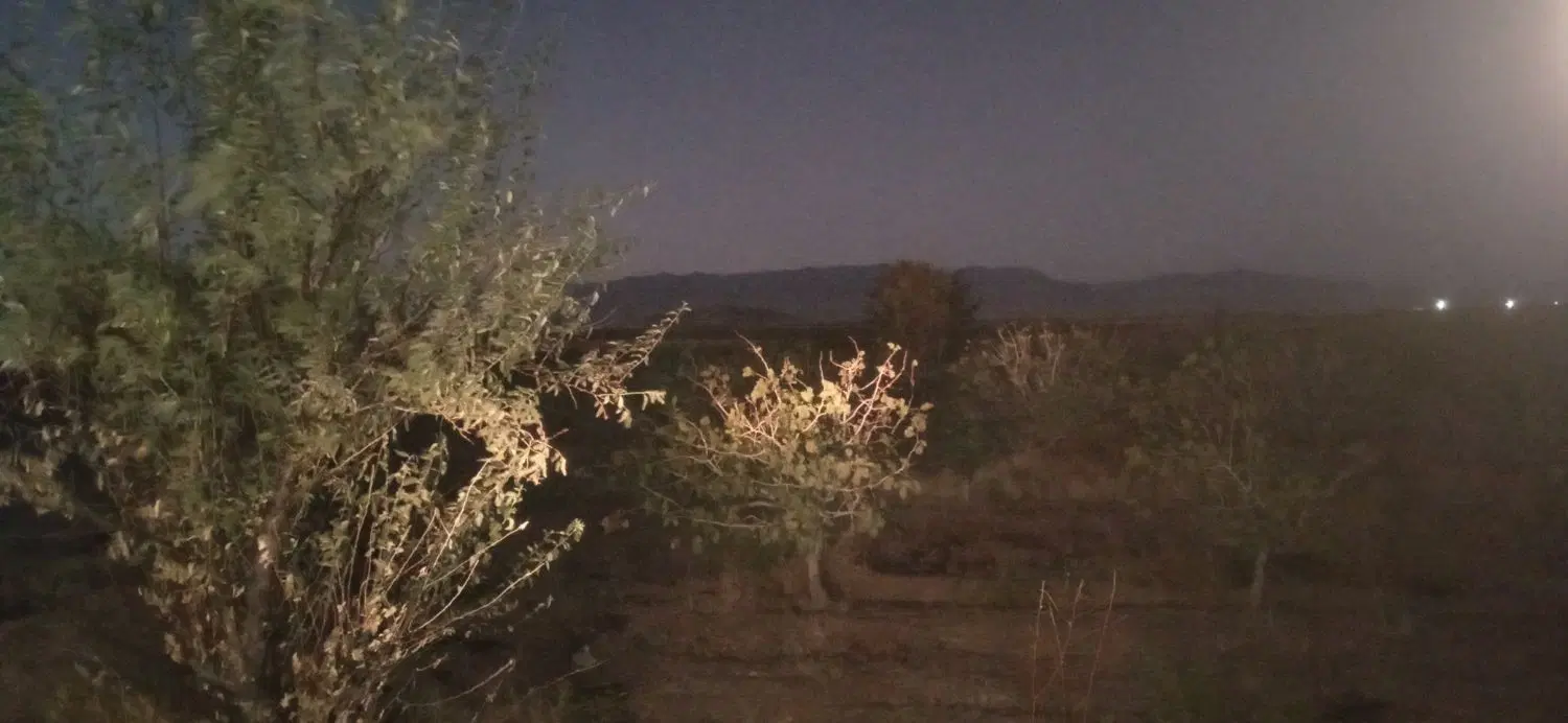 زمین پسته با درختان ۱۶ سال