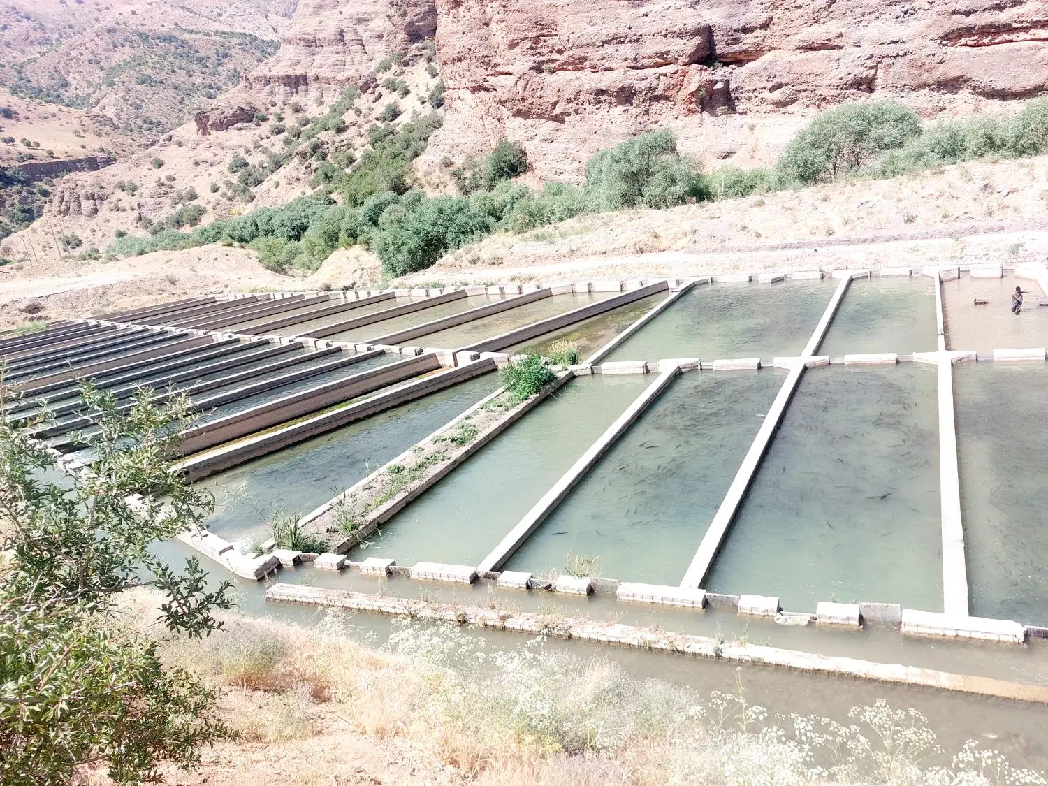 کارگاه پرورش ماهی صدوسی تنی