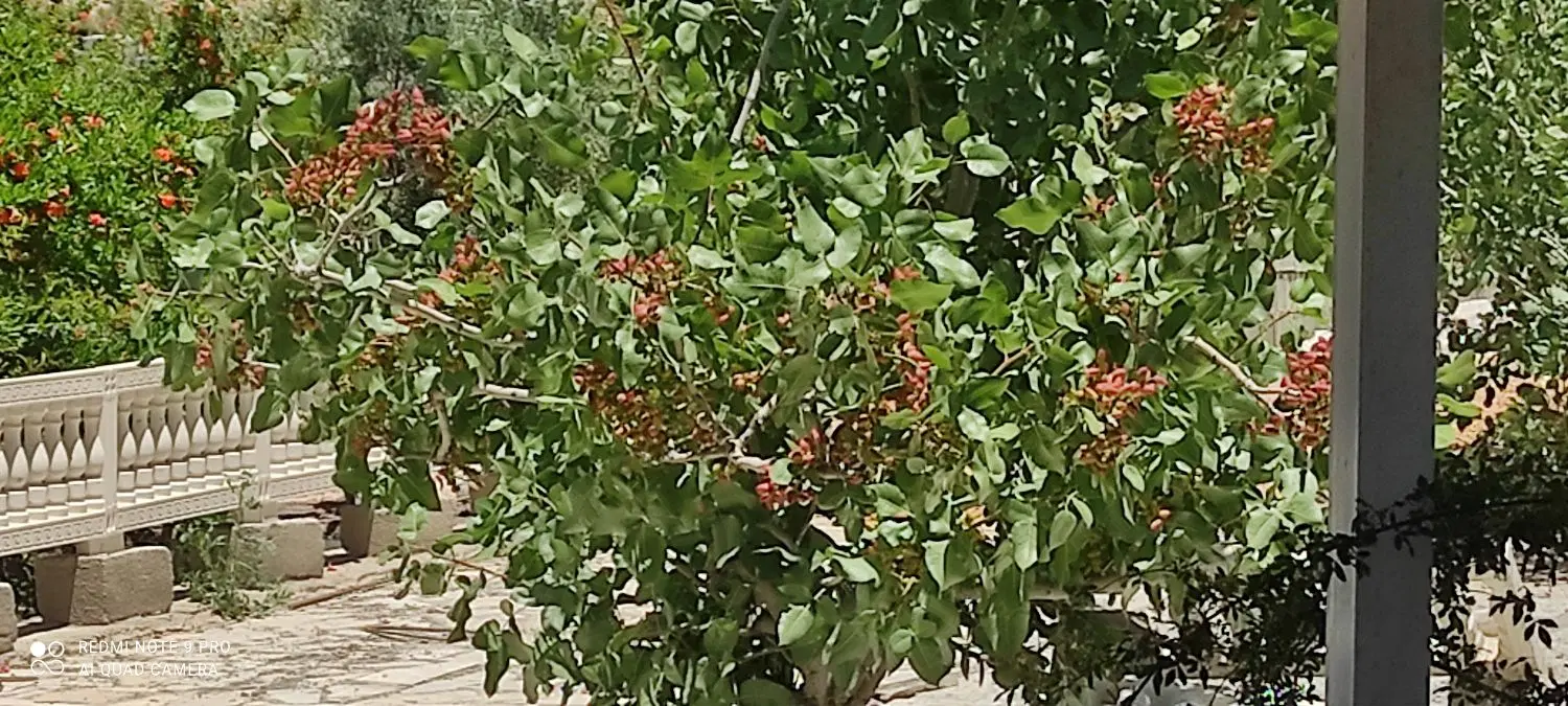 باغ