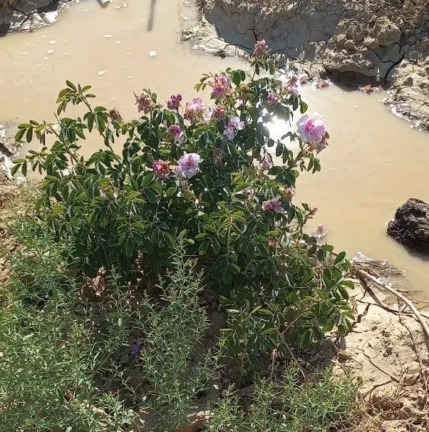 باغچه 500 تنکمان