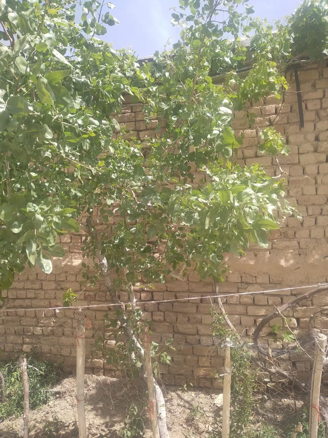 زمین مسکونی ۹۶متری انتهای امیر کبیر ۳۶