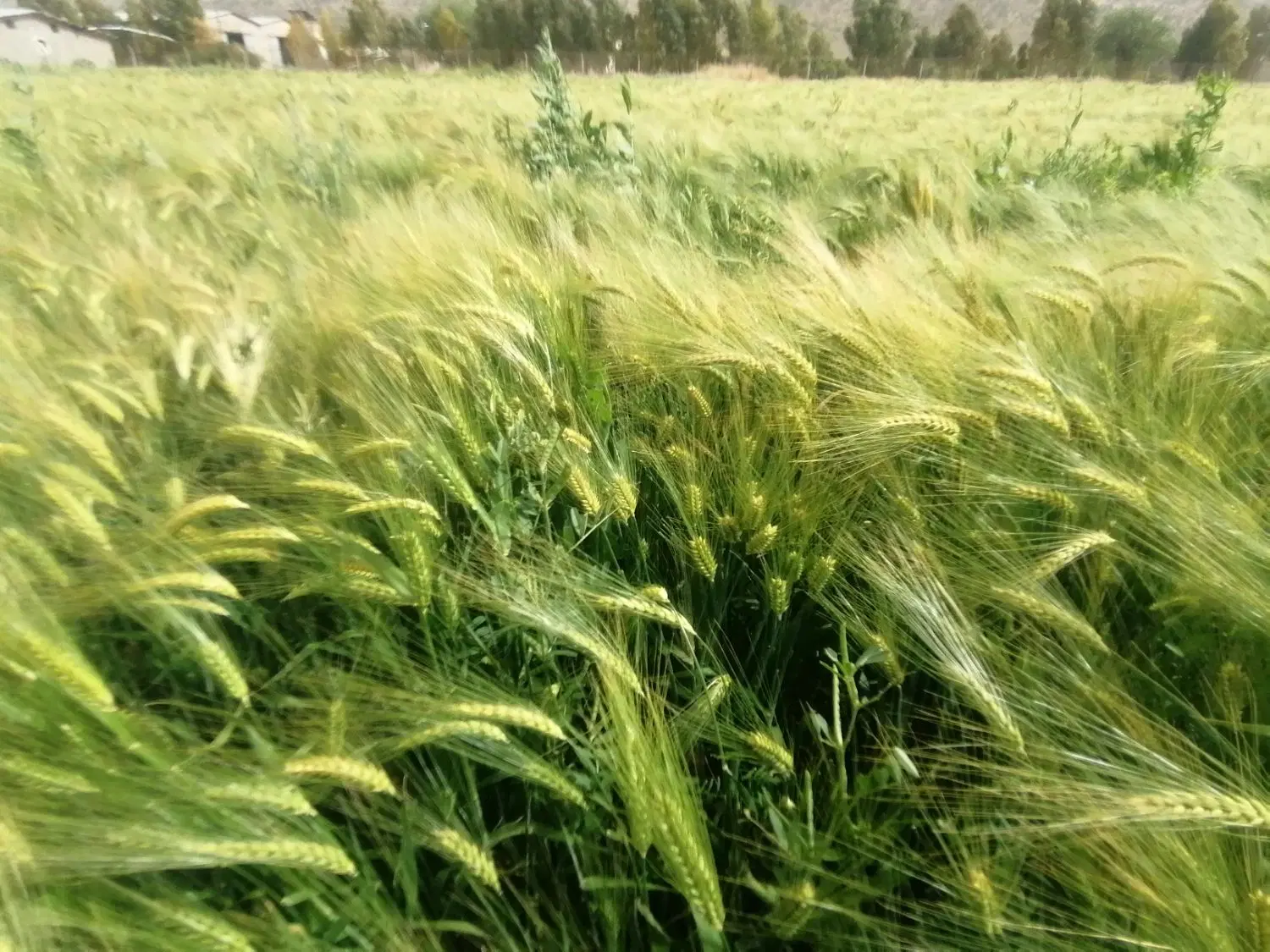 اجاره زمین کشاورزی