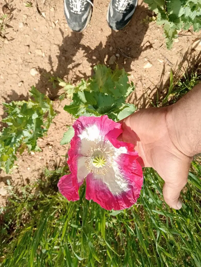 معاوضه زمین سلماس باملک تبریز