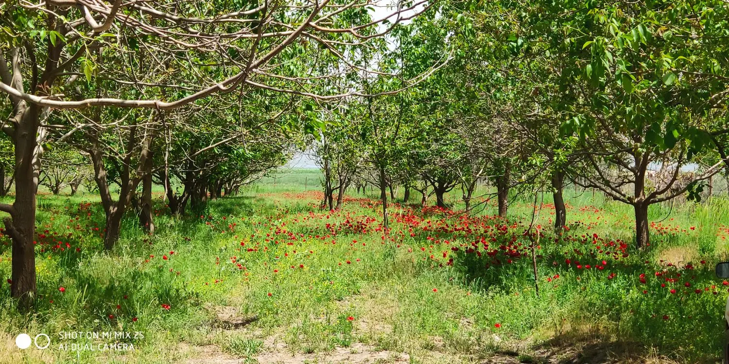 فروش باغ