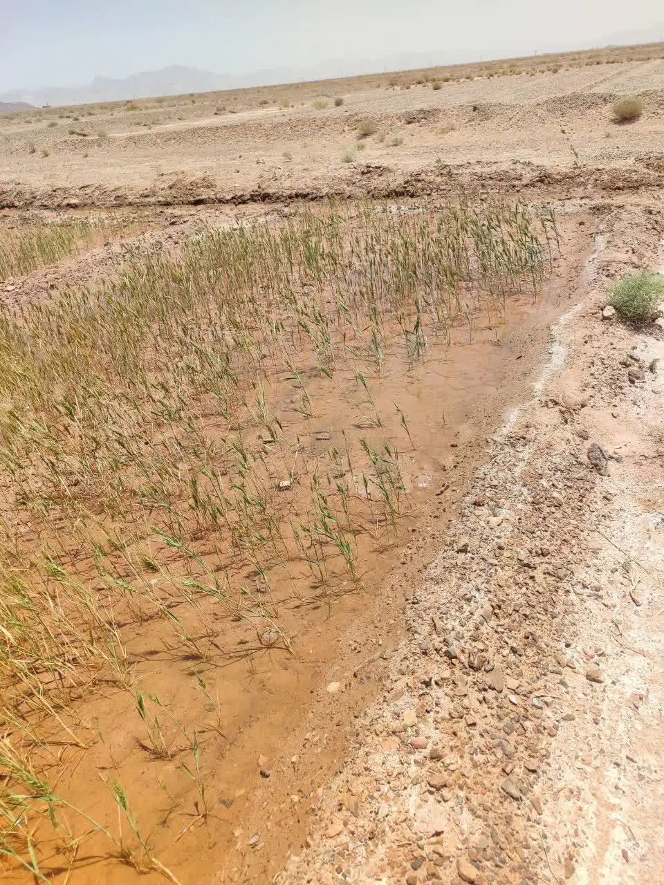 زمین کشاورزی