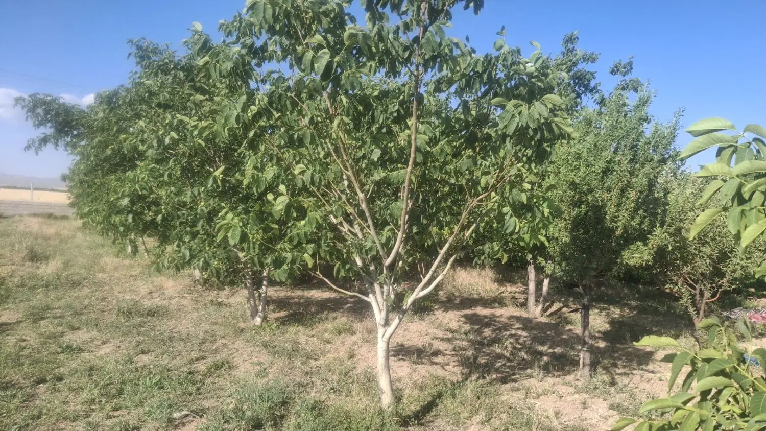 فروش زمین های همدان رزن
