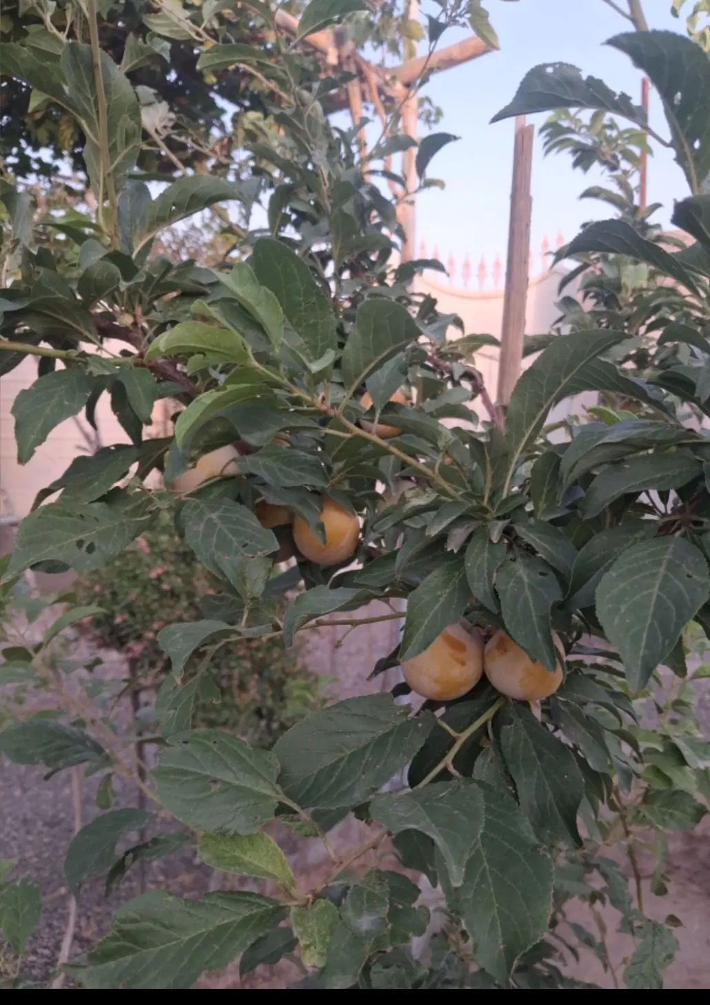 ویلایی جوپارستان