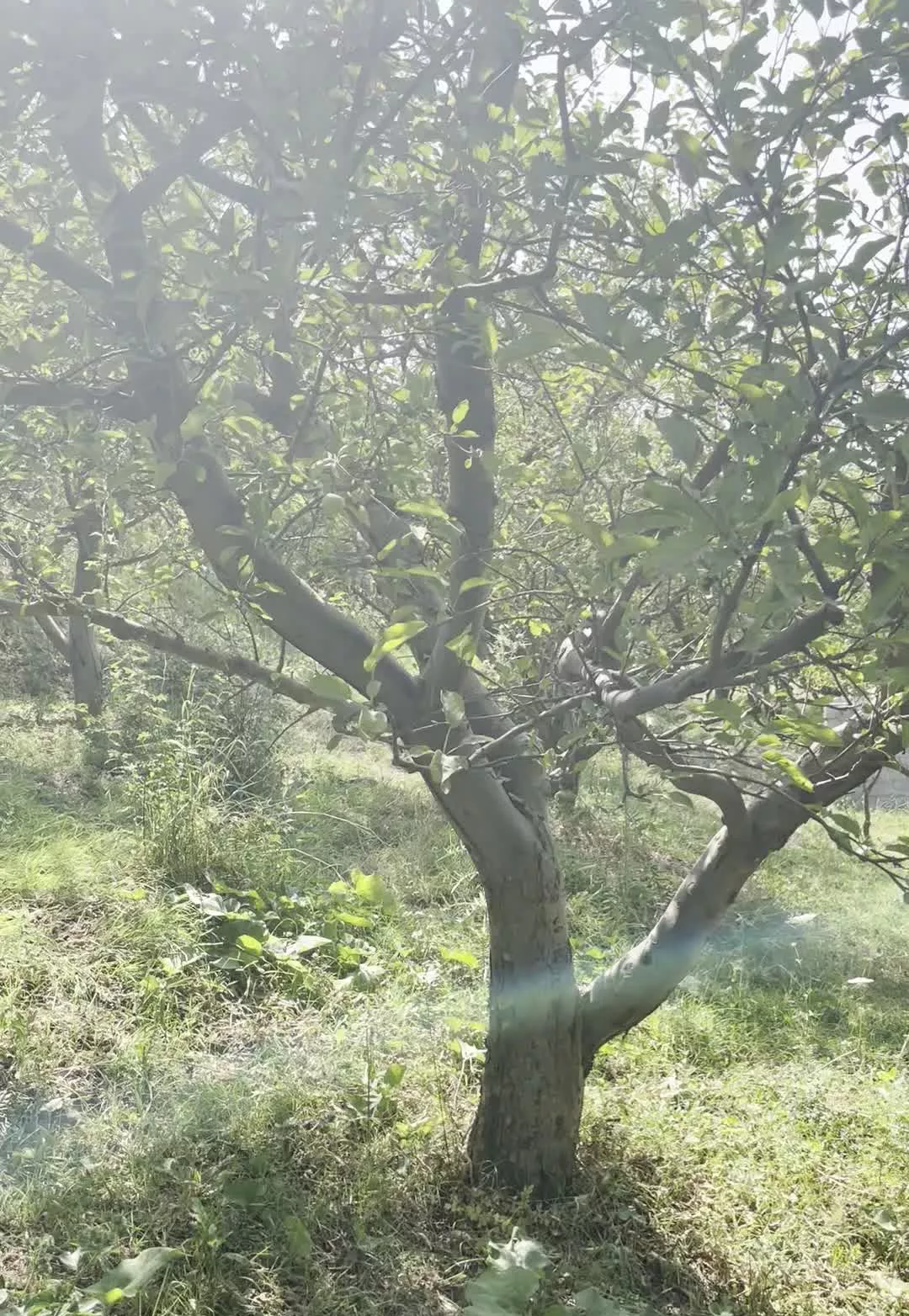 فروش باغ با حدود ۴۰۰ درخت
