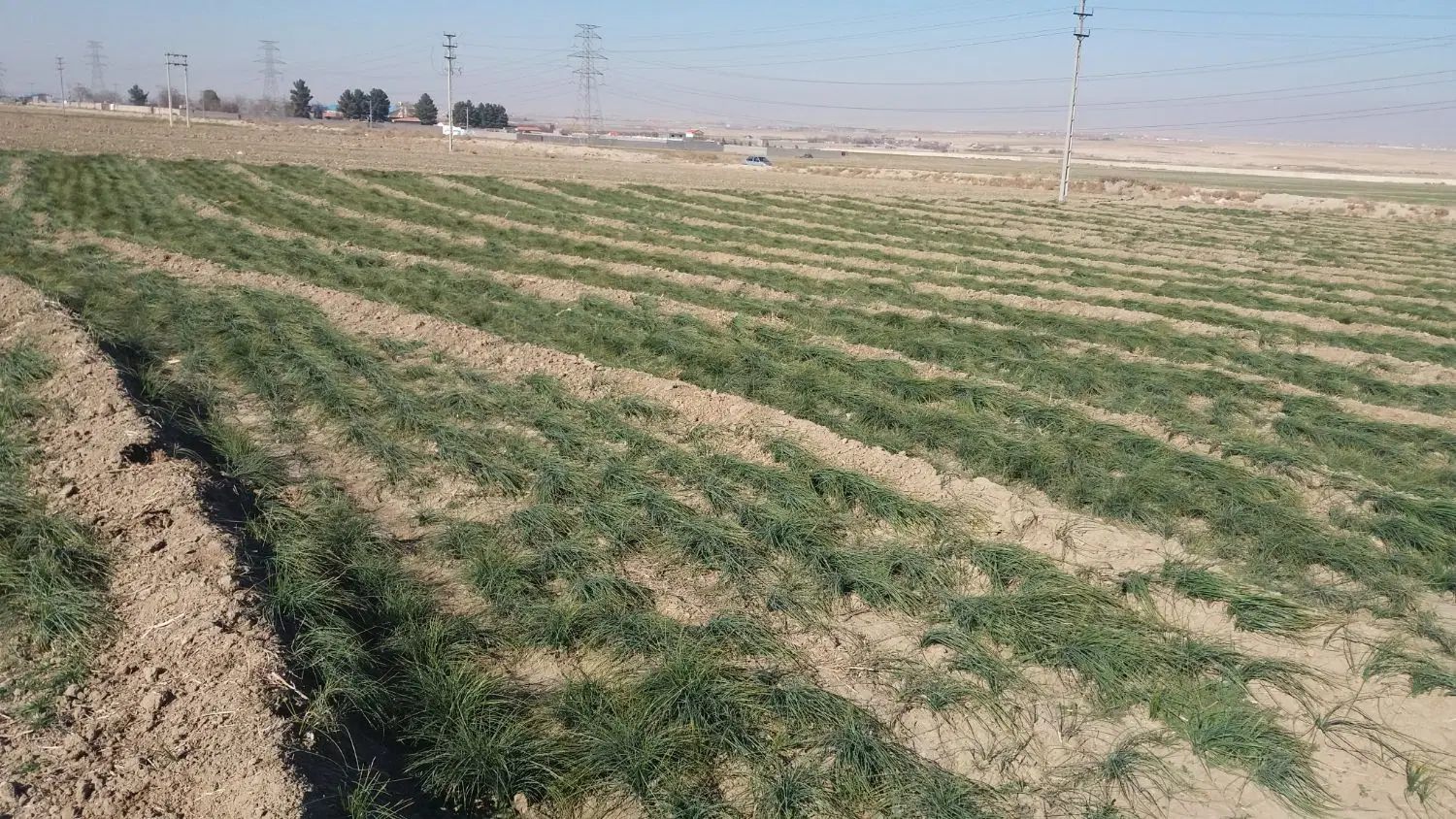 زمین کشاورزی