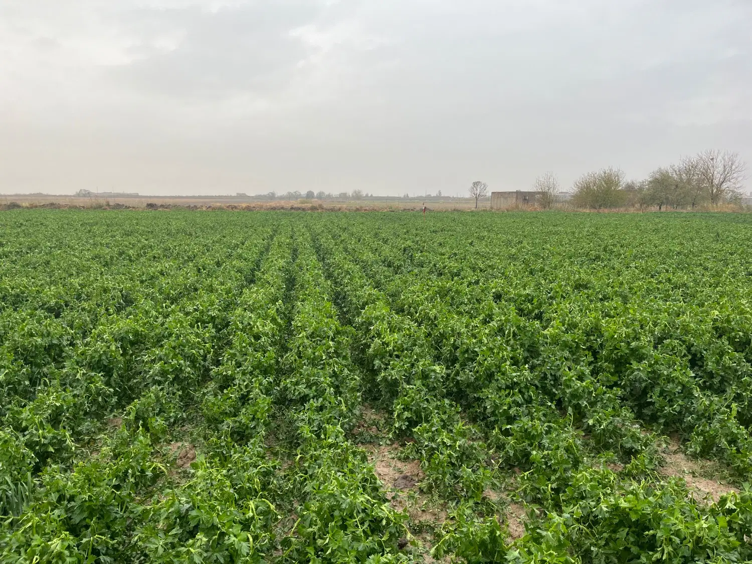 زمین کشاورزی