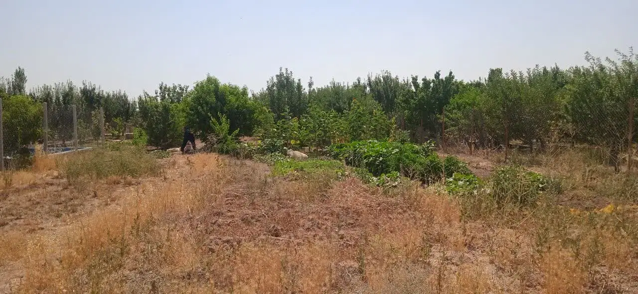 زمین کشاورزی دور فنس بافت باغی