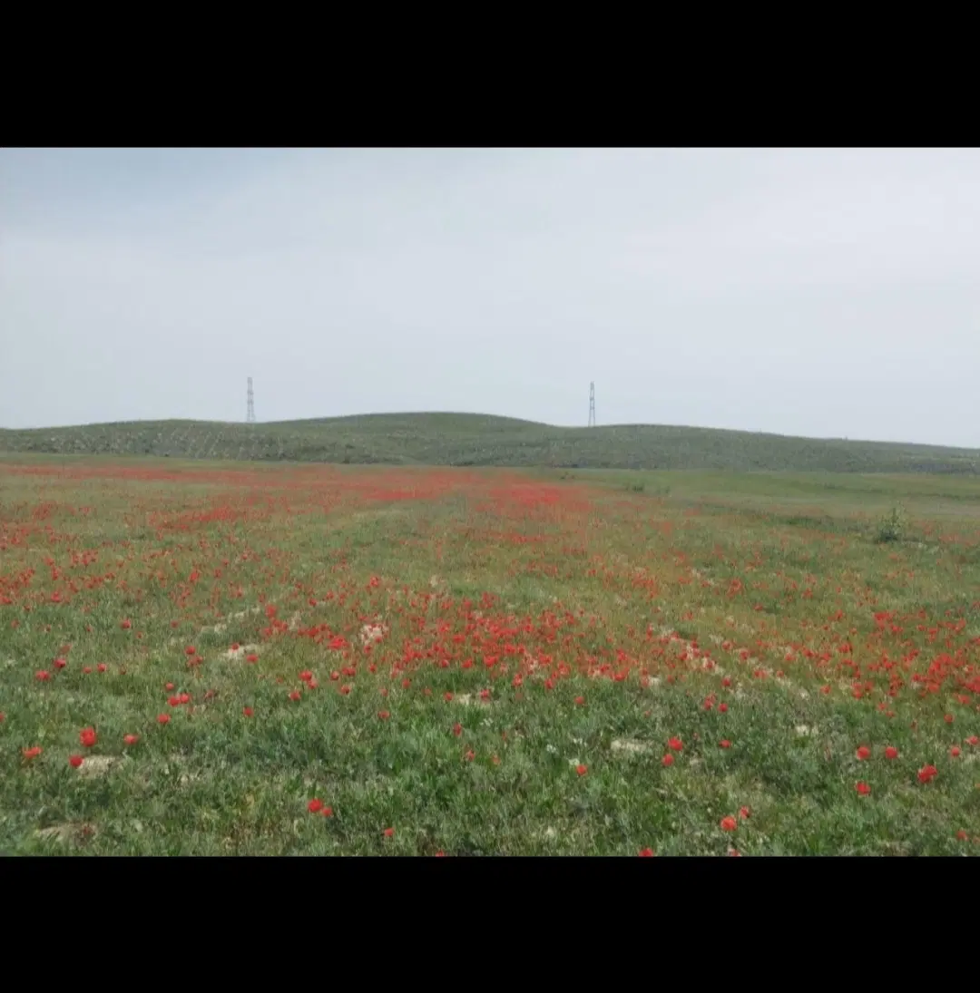 ارتفاعات هاشمیه سندشش دانگ سبز رنگ همراه آب ،وام