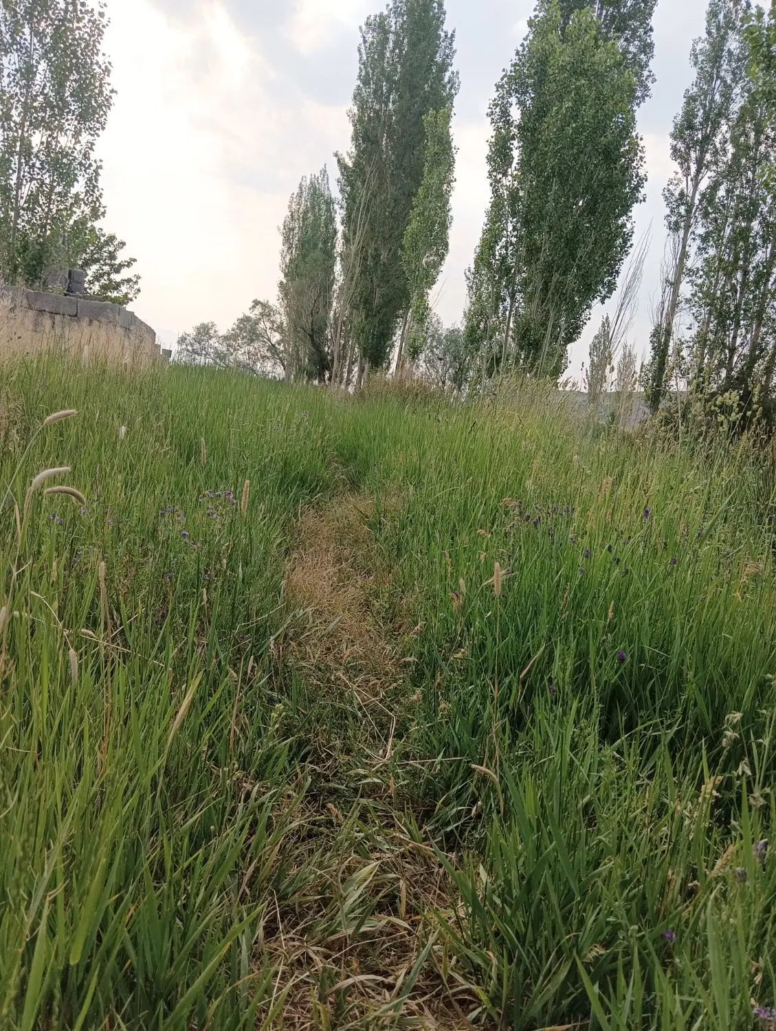 زمین باغ سربیژن