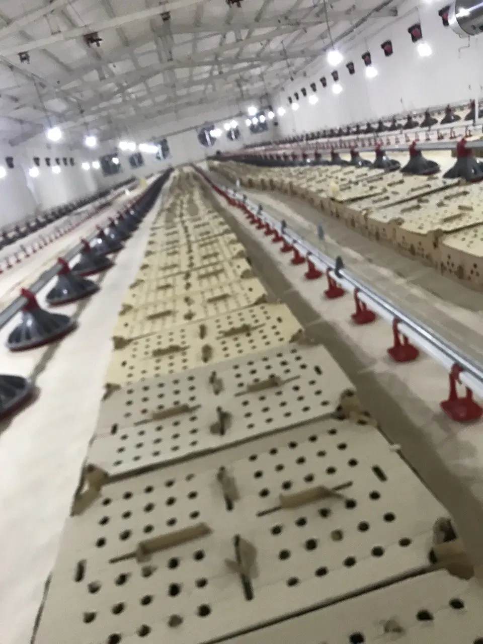 مرغداری 30000 ه گوشتی ح مشهد