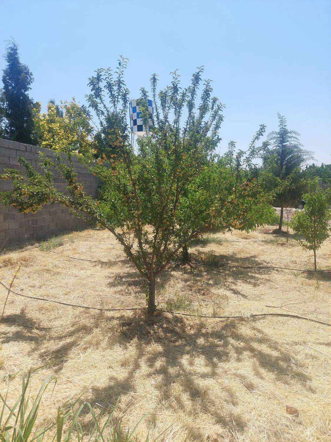 فروش باغشهری در ملوسجان با سند تک برگ