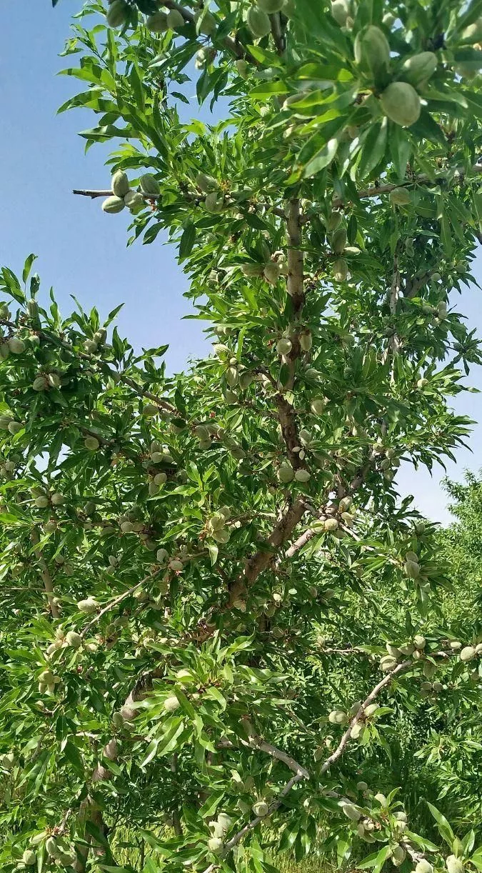فروش باغ۵۲۵ متری محدوده پل زمانخان شوراب صغیر