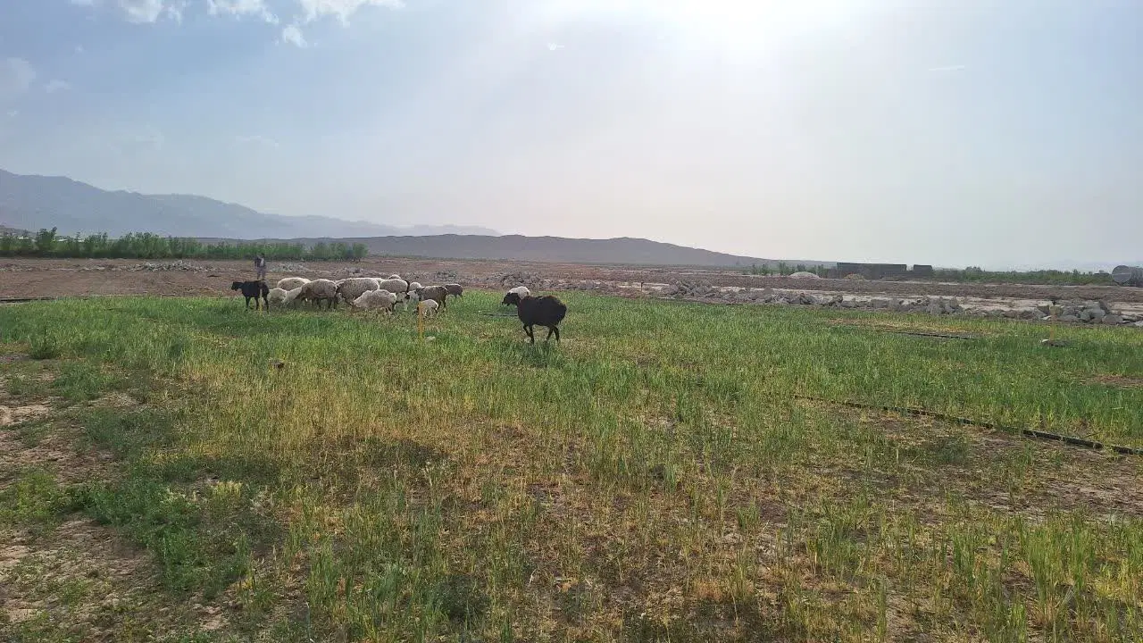 پروار بندی ۲۰۰ راسی صنعتی گوسفند دشت بجد بیرجند