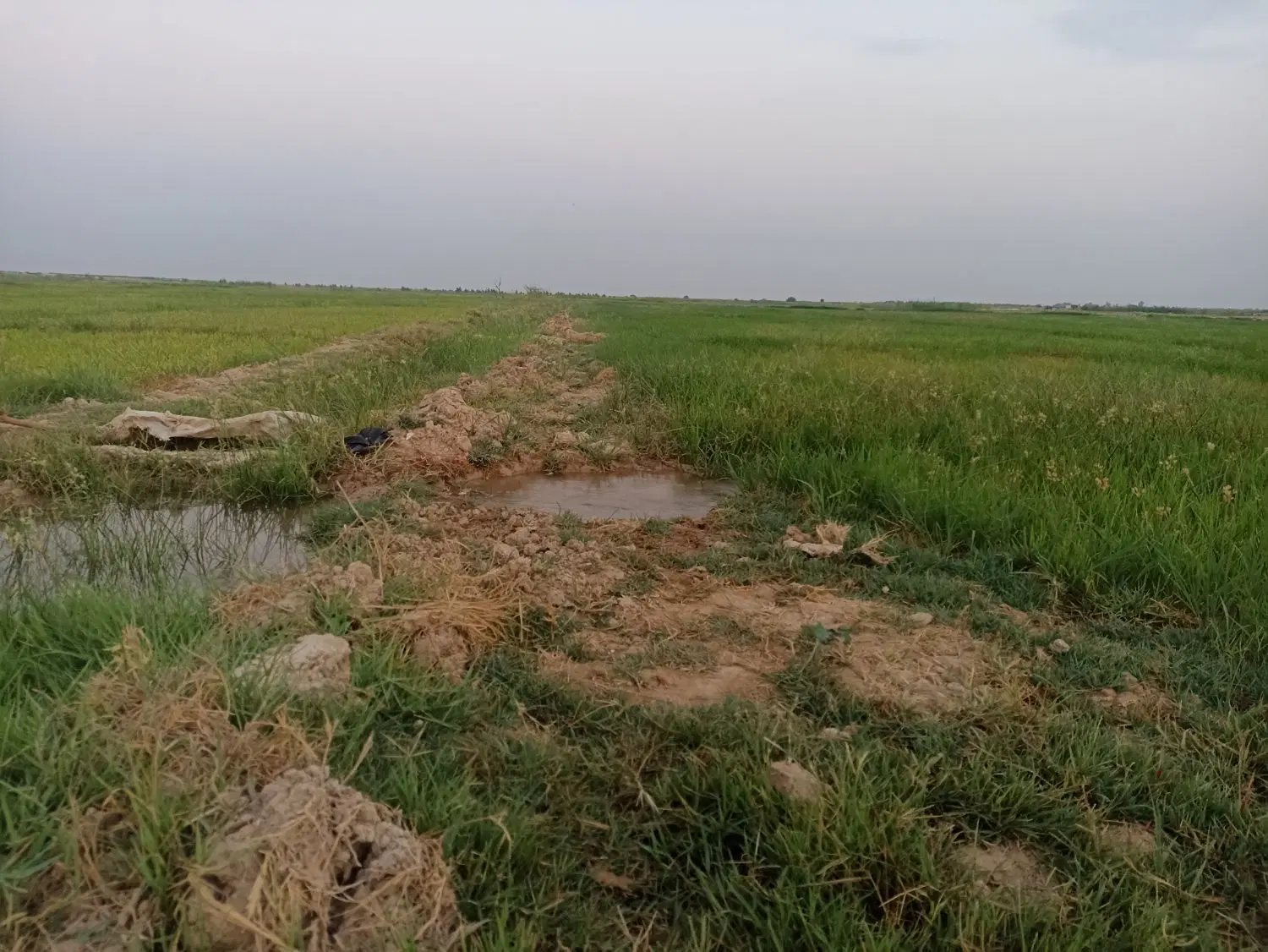 زمین کشاورزی