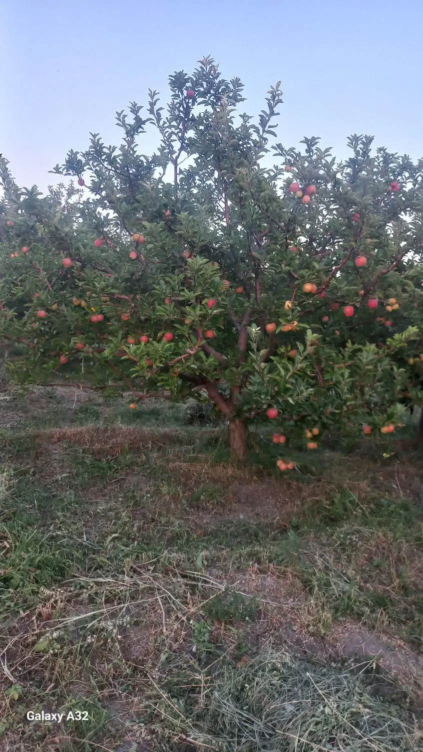 باغچه سیب