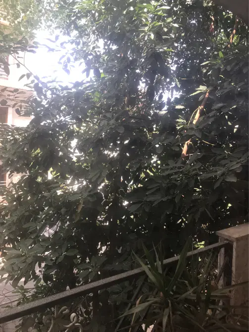رهن و اجاره سالانه