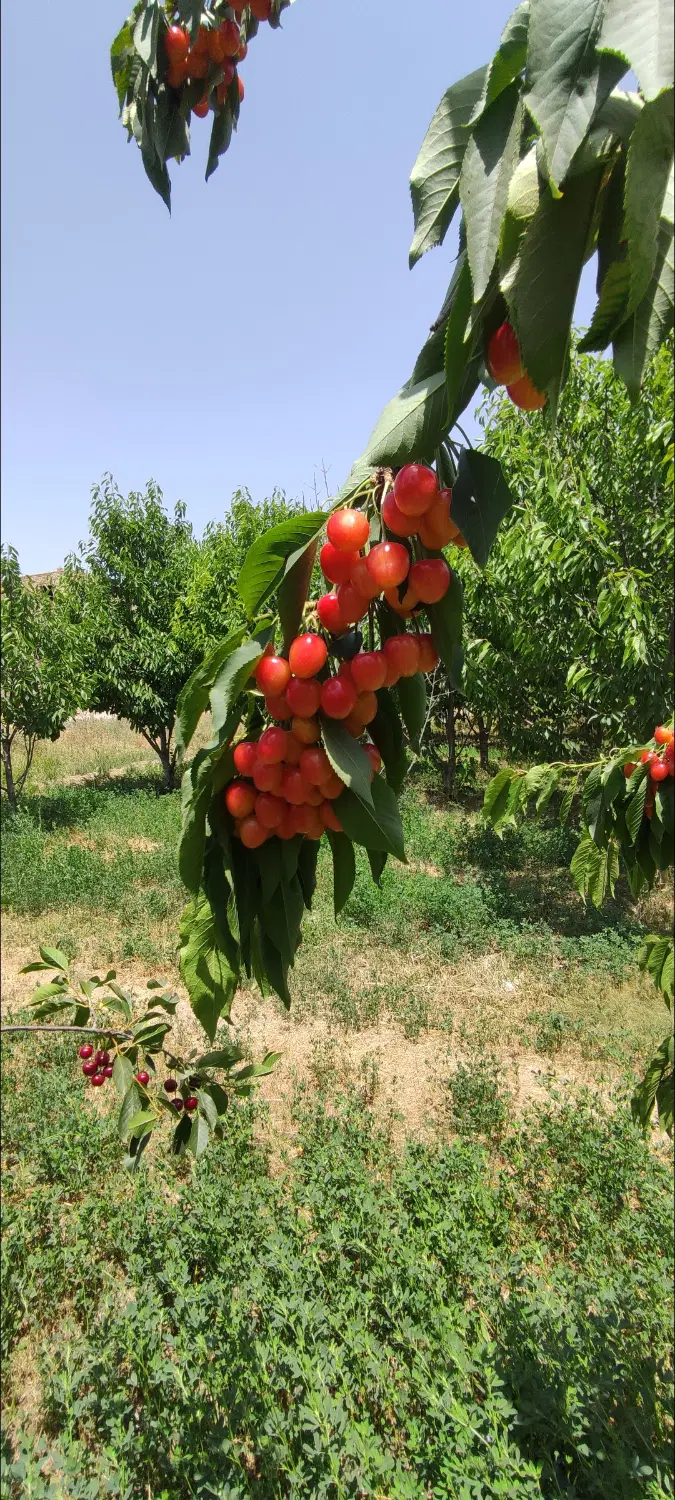 فروش باغ ۲۵۰۰ متری در منطقه گردشگری شیرین دره