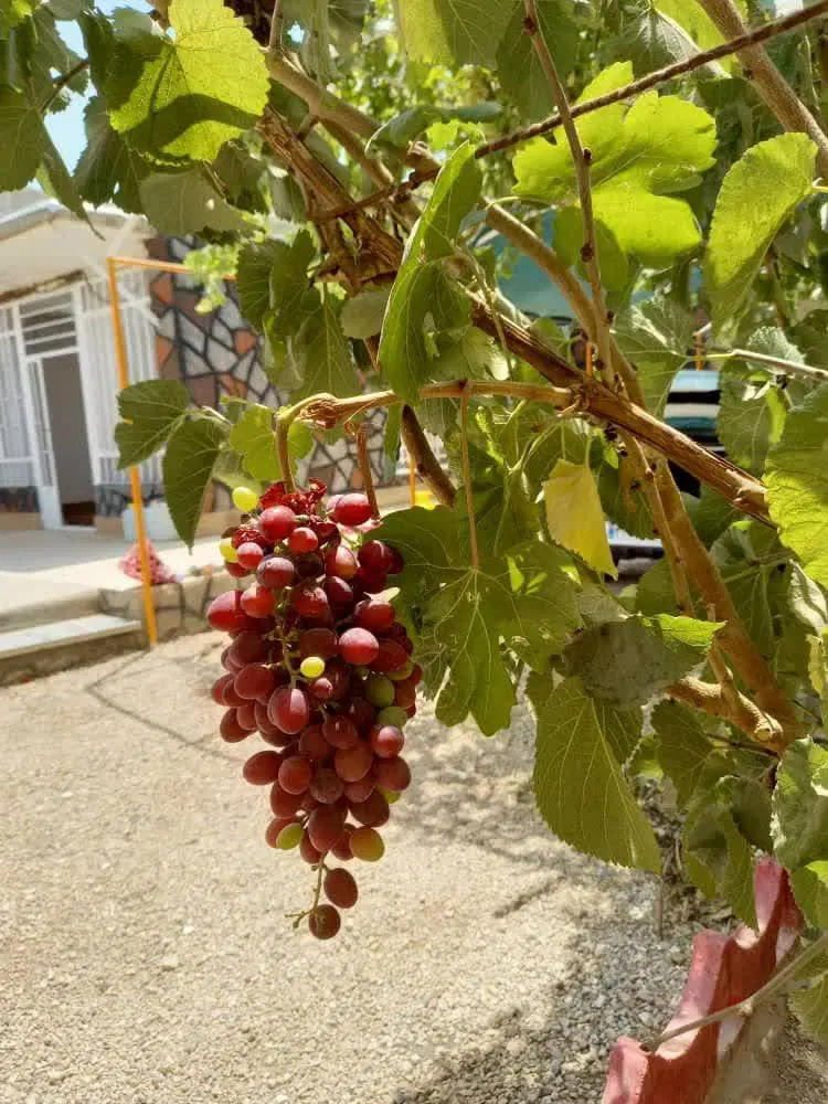 خانه باغ
