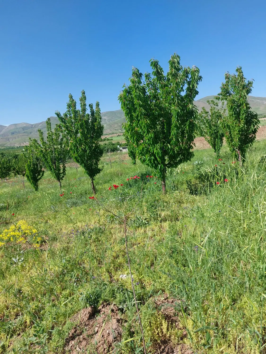 زمین