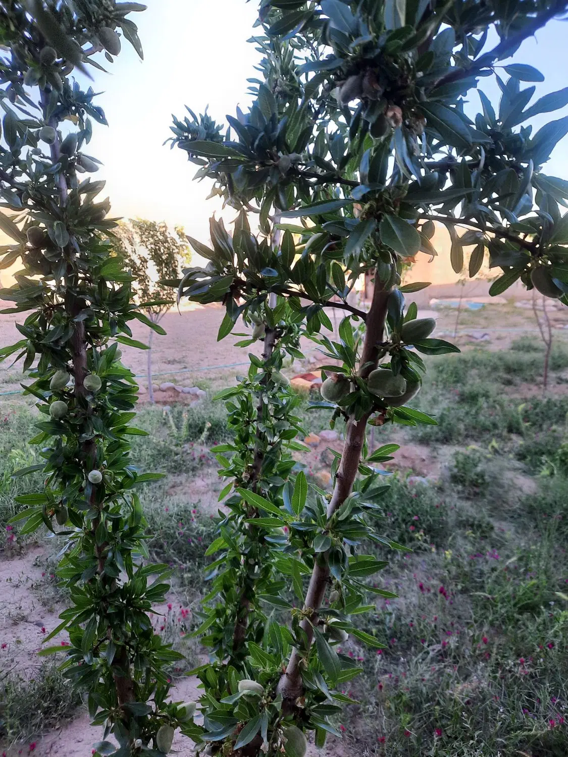 خانه باغ ۳۱۰ متری پردول