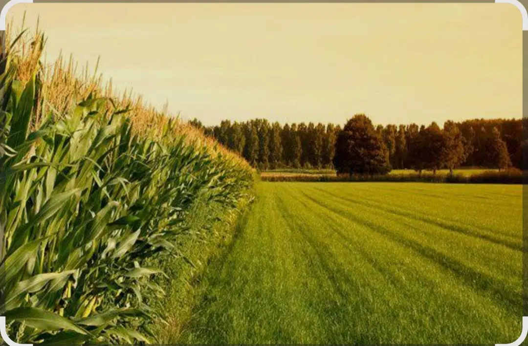 ۲.۵ هکتار زمین کشاورزی