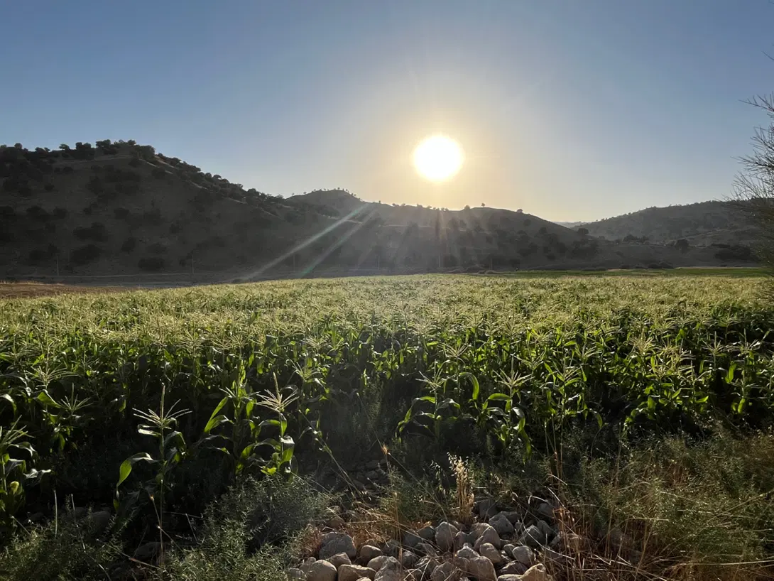 اجاره زمین کشاورزی یا نصفه کاری