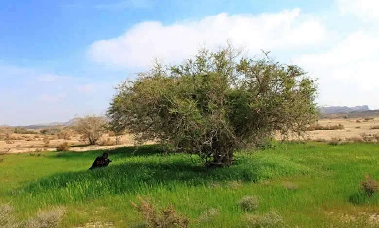 اجاره دو ساله زمین جهت ساخت اقامتگاه برند