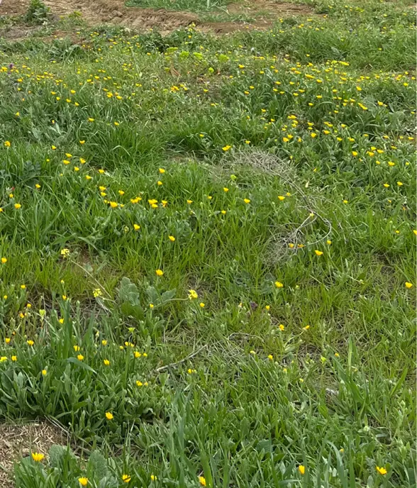 زمین مسکونی قطعه۲۲۶