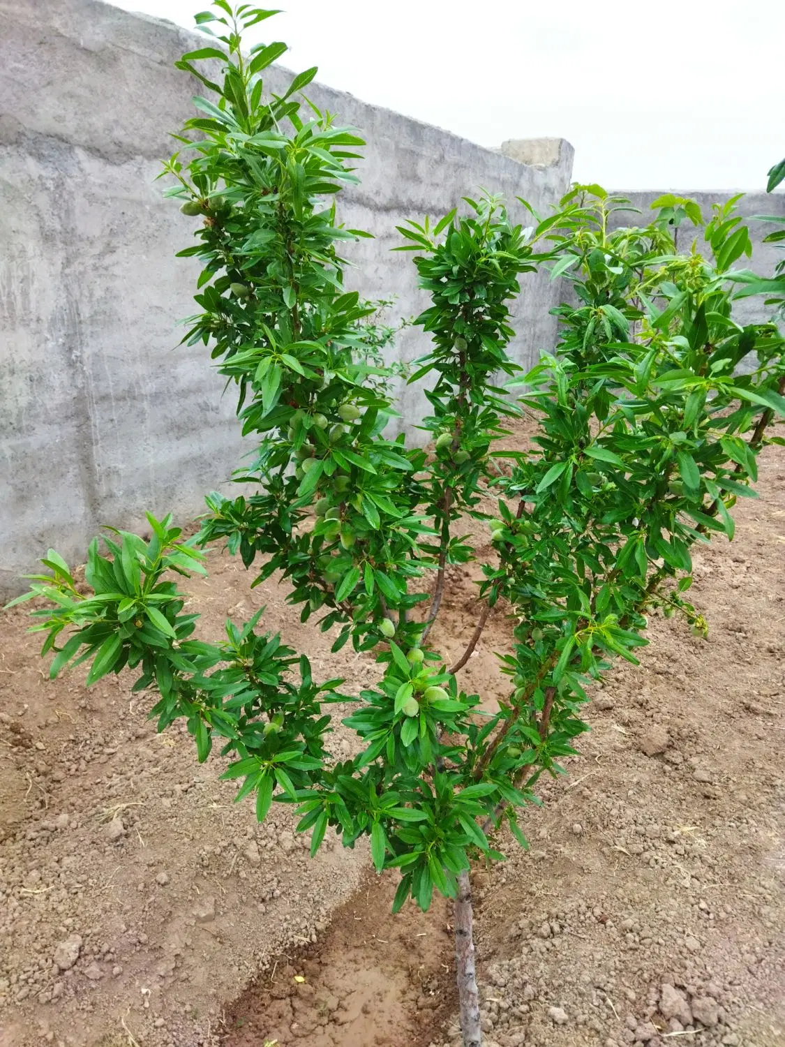 باغ فروشی