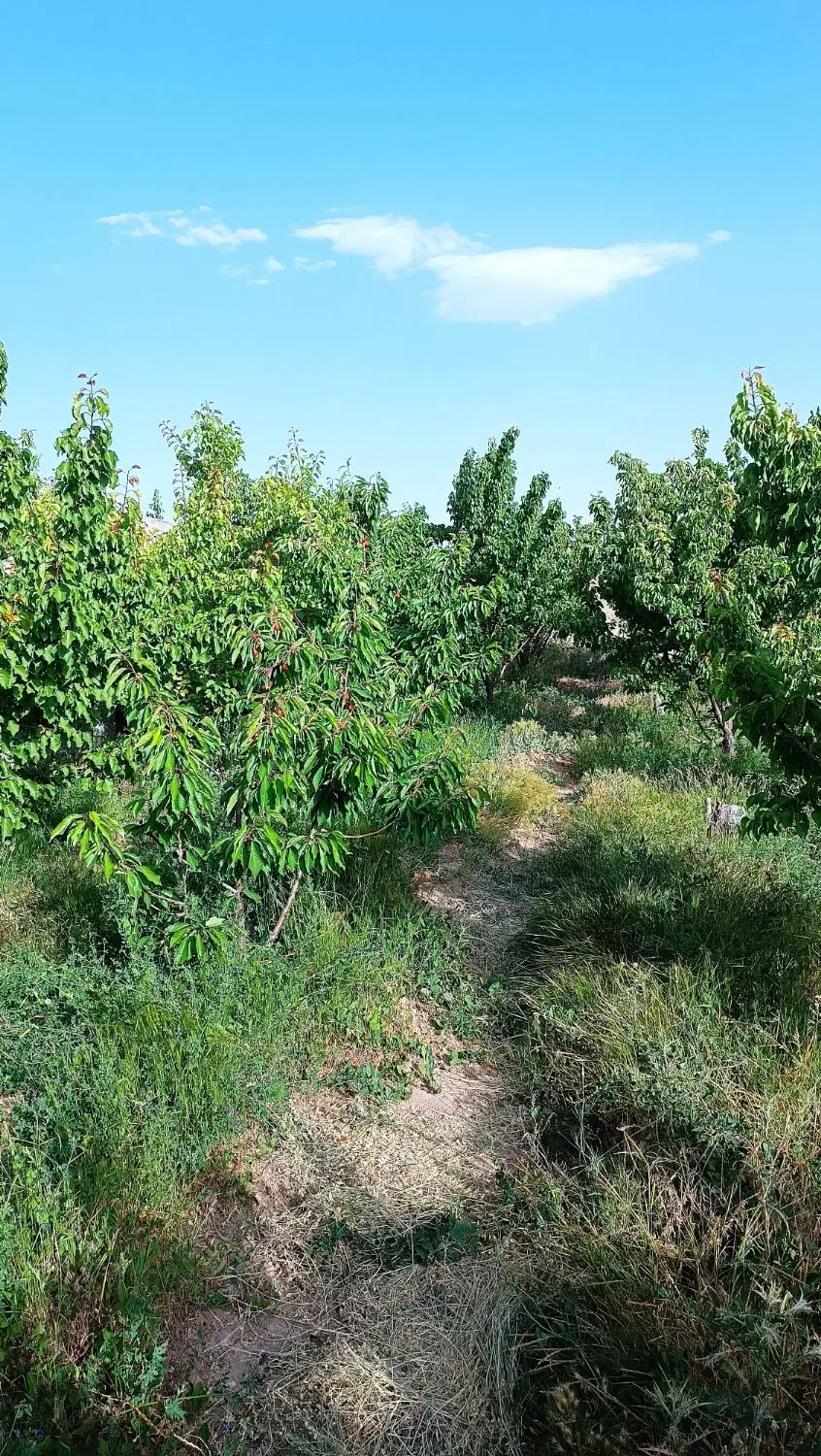 زمین  عرب آباد ماهان