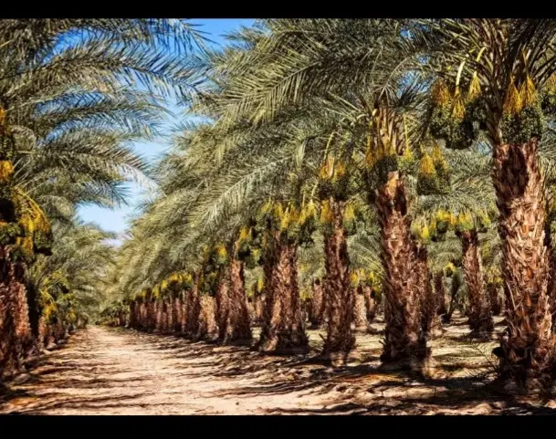 باغ خرما