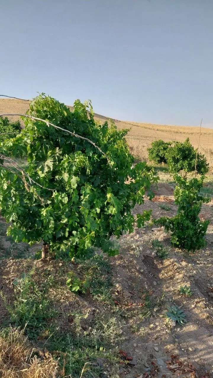 باغ انگور سردشت