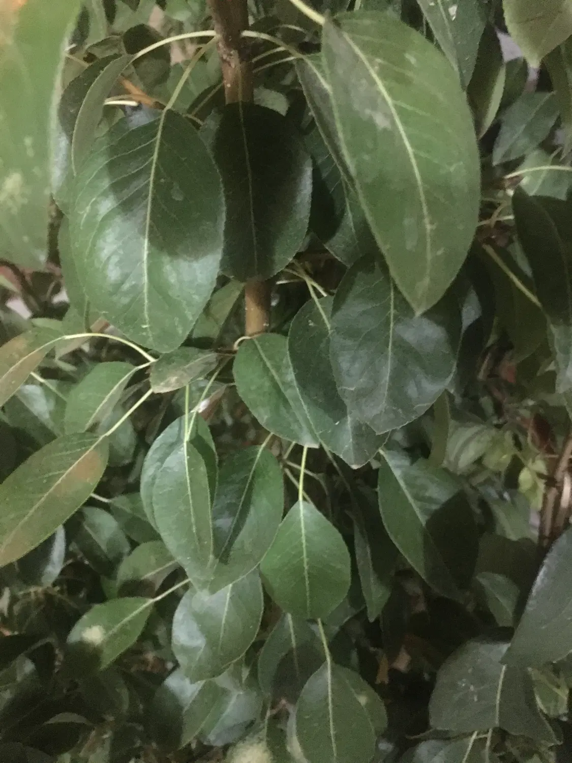 معاوضه ملک با تریلی