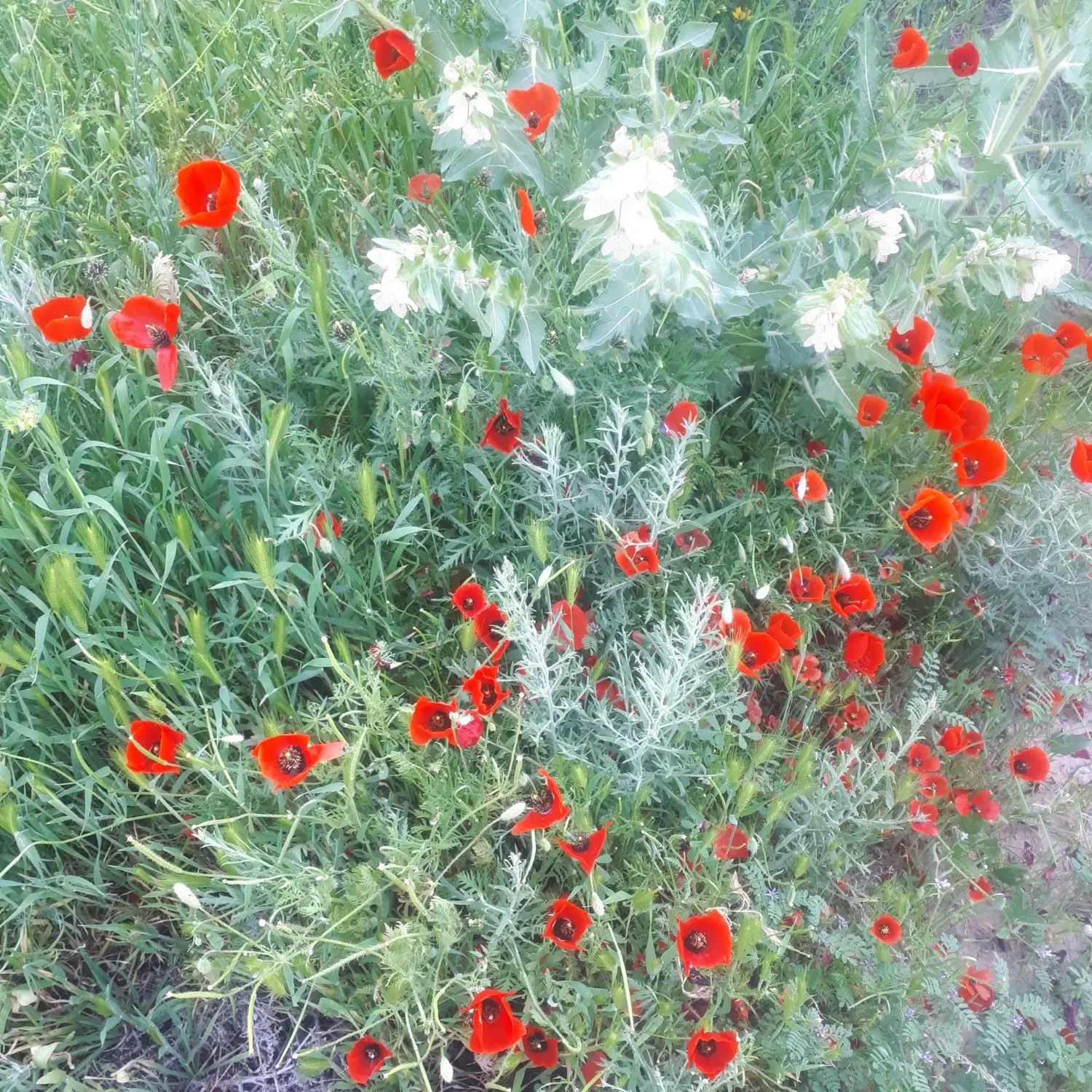 باغ ۱۰۰۰متری آرامگاه فردوسی روستای نجم