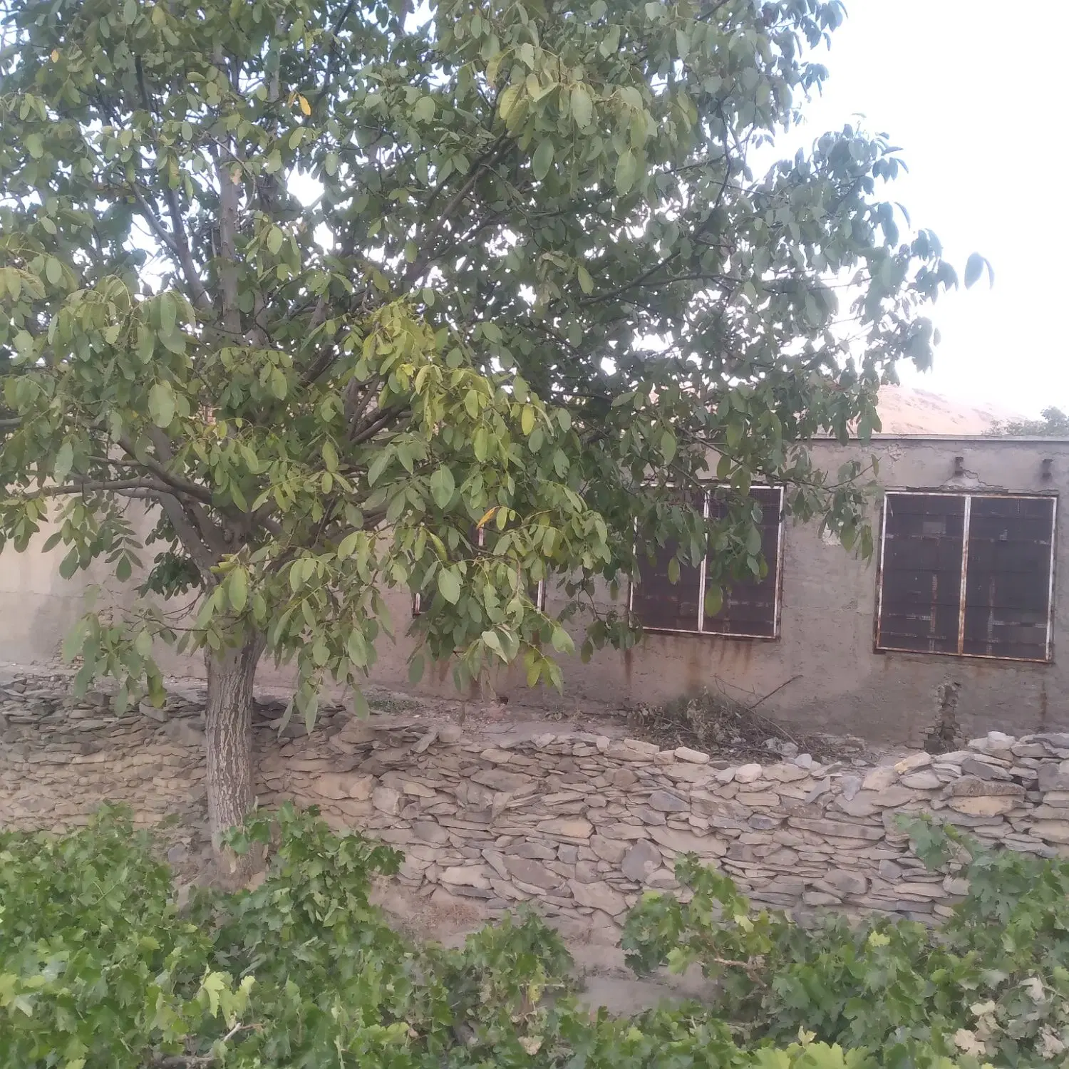 فروش باغ انگور