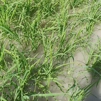 دنبال کار الا برنج