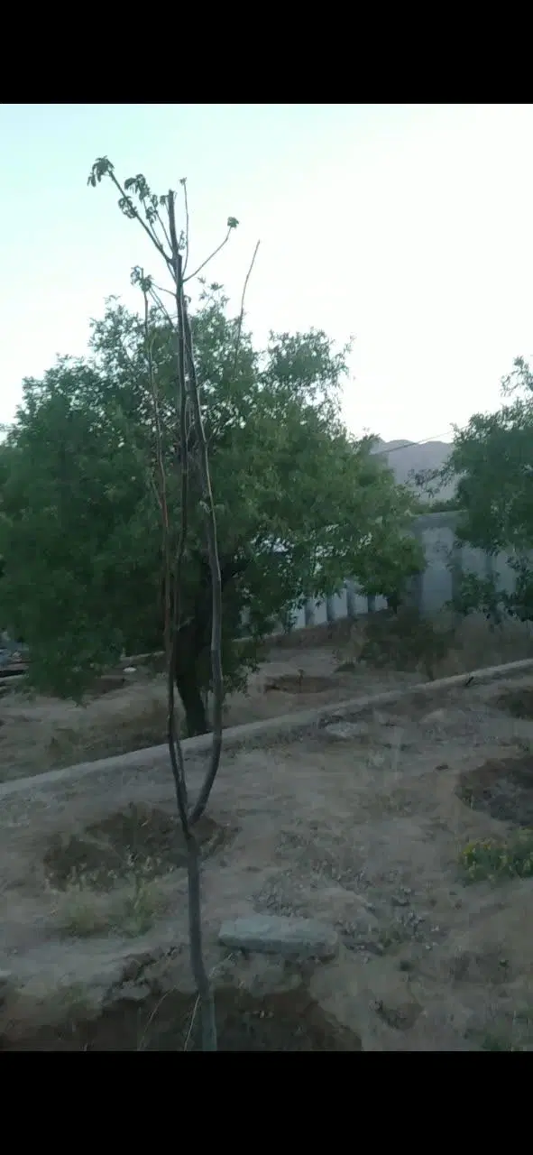 فروش باغ تنگ چنار