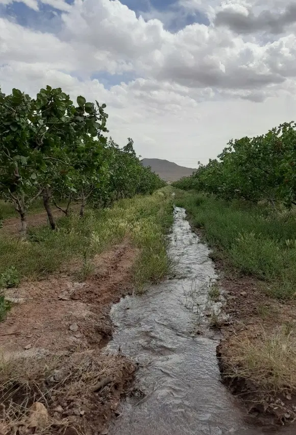 گاوداری صنعتی و باغ پسته بارده سند دار