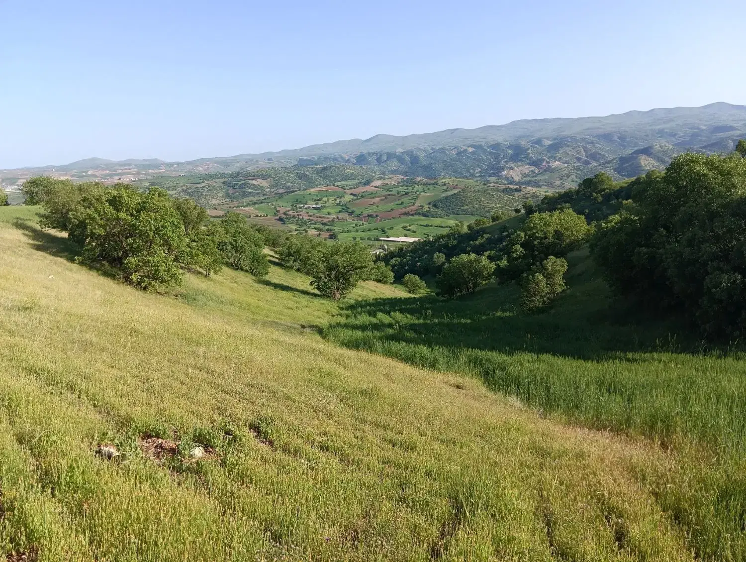 فروش زمین کشاورزی سند دار  جوانرود( ۱۲ هکتار)