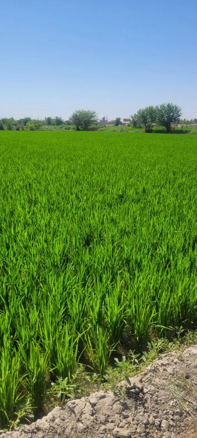 زمین برنج  کاری وباغ میوه