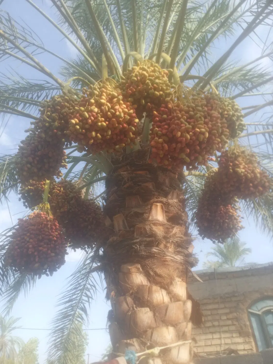 اجاره درخت خرما کلوته و مضافتی